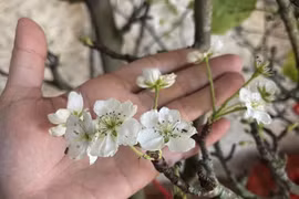 “Chợ mạng” rầm rộ hoa lê, hoa đào trái mùa, khách Thủ đô háo hức đặt mua