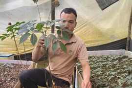 Một người dân bị mất trộm 30 củ sâm trị giá 500 triệu đồng