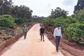 Gia Lai: Dân tình nguyện chặt bỏ điều, cà phê hiến đất làm đường giao thông