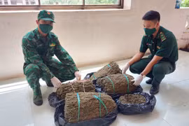 Phát hiện, bắt giữ hơn 18 kg cần sa vận chuyển qua biên giới An Giang