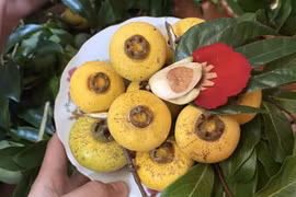 Quả thị thơm lên phố, 200 nghìn đồng/10 quả vẫn cháy hàng