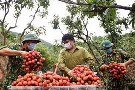 Vải thiều Hải Dương năm nay vừa được mùa, vừa được giá