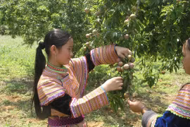 Mận Tam Hoa Bắc Hà đắt khách dịp Tết Đoan Ngọ