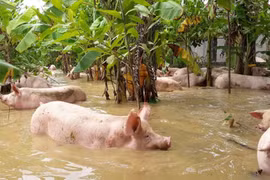 Nghệ An: Nhóm thanh niên dầm mình trong nước lũ giải cứu hàng trăm con lợn