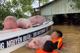 Ấm lòng tình làng, nghĩa xóm trong mưa lũ