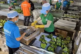 Nông nghiệp Quốc tế Hoàng Anh Gia Lai (HNG) lỗ nghìn tỷ sau 9 tháng, quý thứ 6 liên tiếp lợi nhuận âm