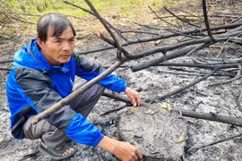 Tân Kỳ (Nghệ An): Người dân kêu cứu vì bị chính quyền cưỡng chế vườn cao su 14 năm tuổi