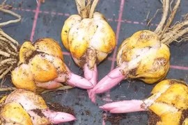 Săn lùng tìm mua củ ly để thu hoa chưng dịp Tết
