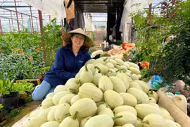 Đua nhau săn tìm thưởng thức, nhà vườn “cháy hàng” loại bí sợi mì