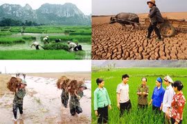 Chính sách hỗ trợ bảo hiểm nông nghiệp sẽ có hiệu lực từ tháng 6/2022
