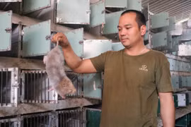 Gia Lai: Chàng trai 8X xây dựng trang trại dúi ở vùng “ốc đảo”, thu hàng chục triệu đồng/năm