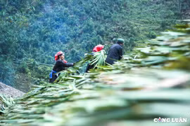 Độc đáo lợp mái lá cọ vùng cao Tây Bắc