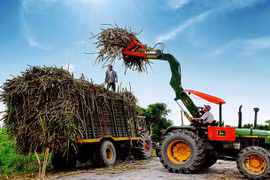 Gia hạn điều tra chống lẩn tránh phòng vệ thương mại với đường mía