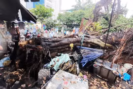 TP. HCM: Giông lớn, cây đa khổng lồ bật gốc khiến nhiều người bỏ chạy tán loạn