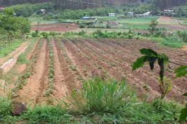 Đà Nẵng cảnh bảo về dịch vụ chuyển đất nông nghiệp sang đất ở