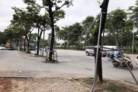 Hà Nội: Bất cập trong quản lý, chăm sóc, duy trì hệ thống cây xanh