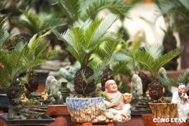 Độc đáo vạn tuế bonsai mini giá tiền triệu xuống phố phục vụ Tết Nguyên đán