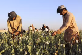 Taliban cấm trồng cây thuốc phiện