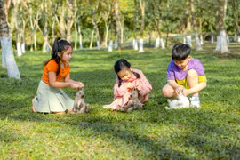 Chim Công, Vịt Trời, Thiên Nga làm tổ trong khu đô thị Ecopark