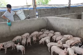 Nông dân gặp khó trăm bề khi giá thức ăn chăn nuôi liên tục tăng