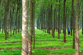 Cao su Phước Hoà (PHR) lợi nhuận gộp giảm 20%, TGĐ Nguyễn Văn Tược không mua hết cổ phiếu đã đăng ký