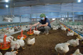 Giá nguyên liệu thức ăn chăn nuôi có thể giảm nhẹ