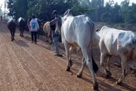 Ngăn chặn vận chuyển, buôn bán trâu bò trái phép qua biên giới