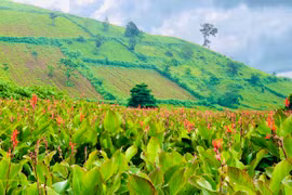 Mãn nhãn cánh đồng hoa dong riềng dưới chân núi lửa Chư Đăng Ya, Gia Lai