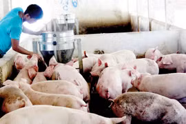 Chăn nuôi Việt Nam liên kết lỏng lẻo, phụ thuộc nhiều vào nhập khẩu