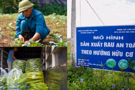 Hà Nội: Không vào được siêu thị, người nông dân chấp nhận “bỏ mác VietGAP” mang rau ra chợ bán