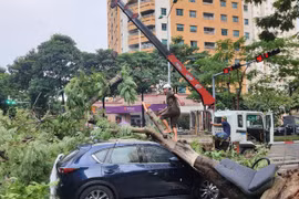 Hà Nội: Khắc phục tồn tại trong quản lý, chăm sóc cây bóng mát