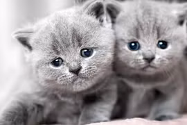Mơ thấy con mèo là điềm gì? Con số may mắn liên quan