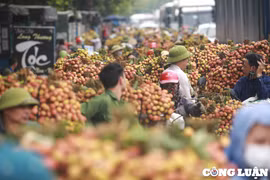 Nhộn nhịp người dân chở vải chín sớm đi bán, ùn tắc cả 1 con đường