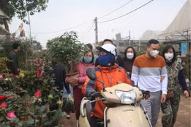Cận Tết, người dân làng hoa Xuân Quan (Hưng Yên) thu về trăm triệu đồng mỗi ngày