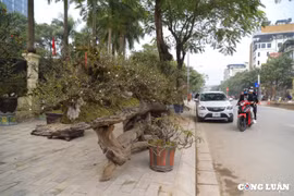 Cận cảnh tác phẩm nhất chi mai - Cửu long quy tụ có giá gần 300 triệu đồng