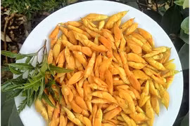 Nhộng muồng Tây Nguyên – đặc sản “tôm hùm” phố núi