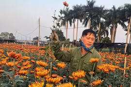 Người dân làng hoa Tây Tựu kỳ vọng vào dịp tiêu thụ hoa lớn nhất trong năm