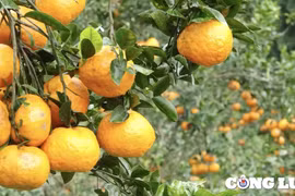 Về Hàm Yên, thăm vùng đất cam sành nức tiếng