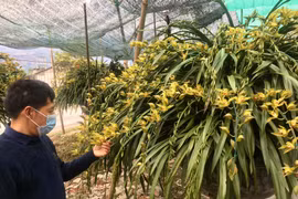 Độc đáo chợ hoa Tết địa lan Sa Pa