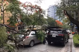 Hà Nội: Cây phượng gãy ngang thân đè trúng 2 ô tô
