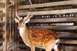 Thủ phủ nhung hươu nhộn nhịp bước vào mùa “cắt lộc”