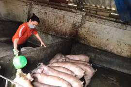 Nông dân “khóc ròng” vì giá thức ăn chăn nuôi tăng mạnh