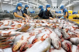 Xuất khẩu cá tra vào EU 7 tháng cao hơn cả năm 2021