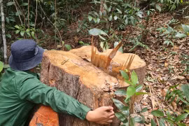 Gia Lai: Phá hơn 2,2ha rừng phòng hộ để làm rẫy, 2 đối tượng bị khởi tố
