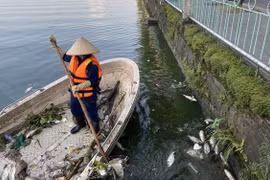 Tăng cường duy trì quản lý hồ điều hòa trước hiện tượng cá chết
