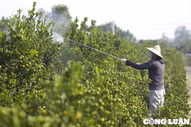Hà Nội: Làng quất Tứ Liên tất bật chuẩn bị vào vụ Tết