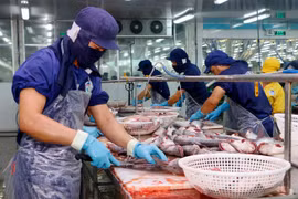 Xuất khẩu cá tra tăng trưởng mạnh mẽ