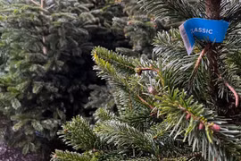 Thị trường sôi động bán cây thông tươi, thông nhập khẩu đón lễ Noel