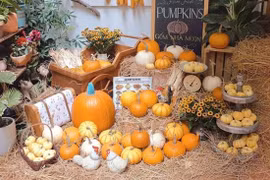 Đua nhau săn lùng bí ngô tí hon đón lễ hội Halloween