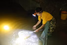 Mùa rươi - “lộc trời” của nông dân